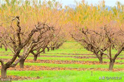 庭院風水樹|庭院栽種的風水：植樹數量、栽種方位、樹木大小和種。